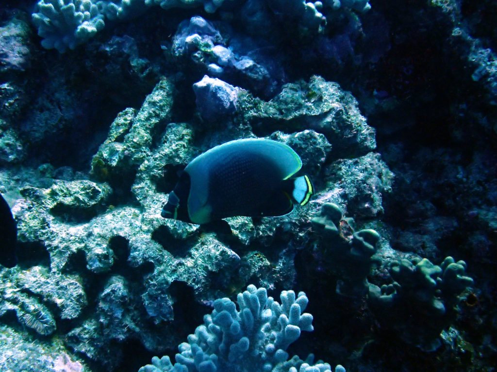 Chaetodon reticulatus