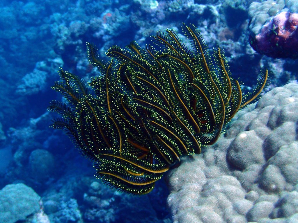 Anneissia (Oxycomanthus) bennetti