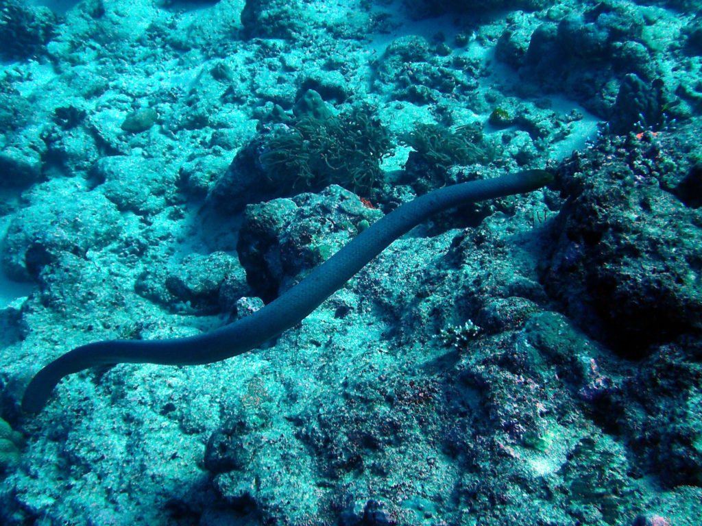 Emydocephalus annulatus