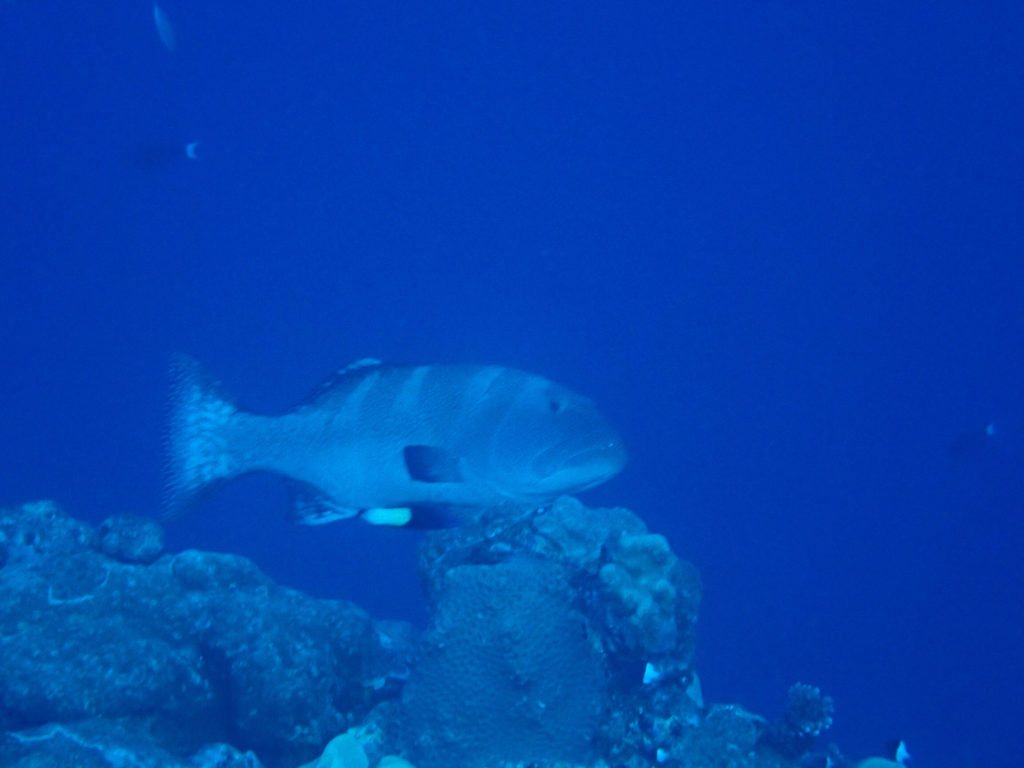 Plectropomus leopardus