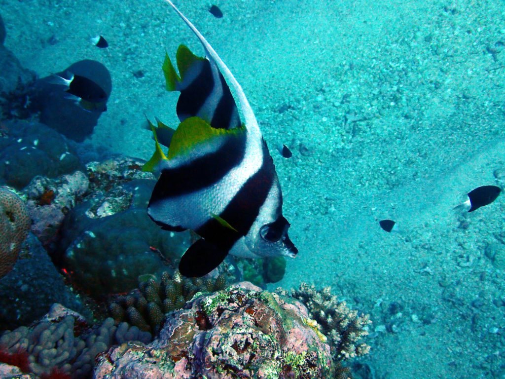 Heniochus acuminatus
