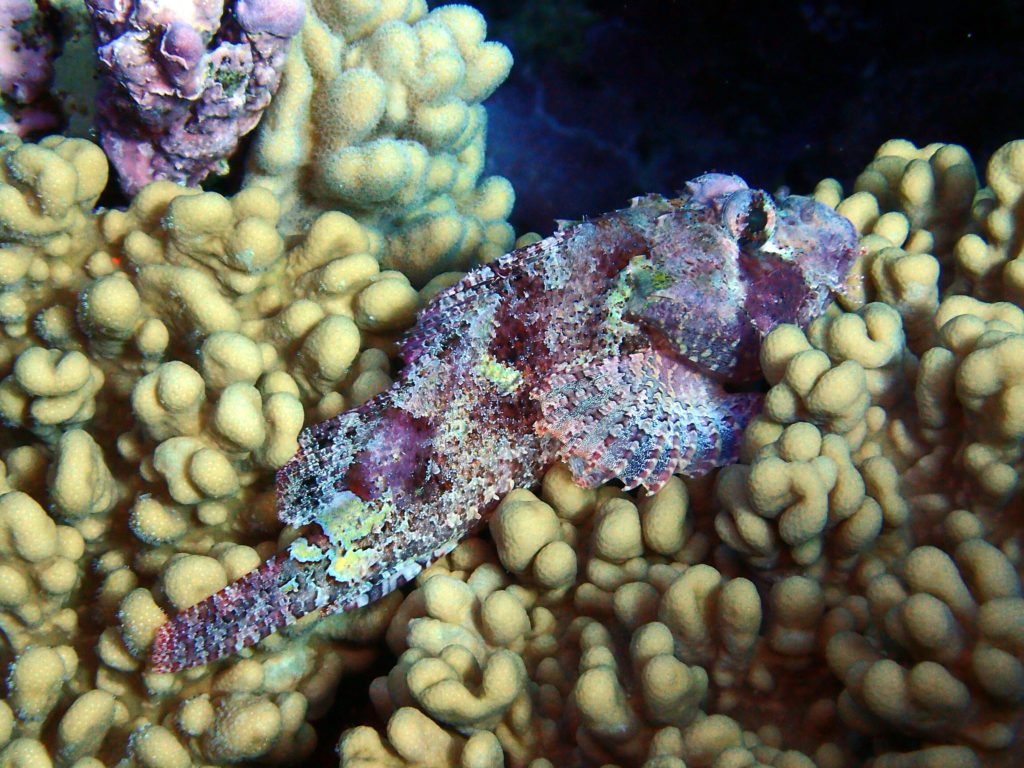 Scorpaenopsis macrochir