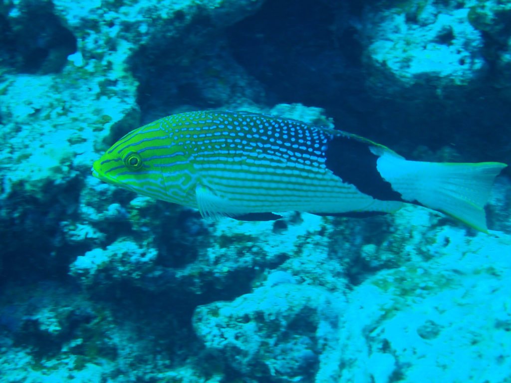 Bodianus loxozonus