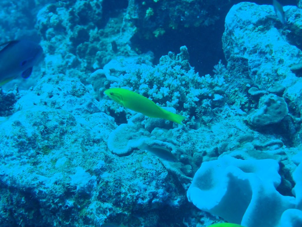 Thalassoma lutescens