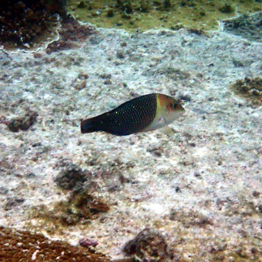 Hemigymnus melapterus