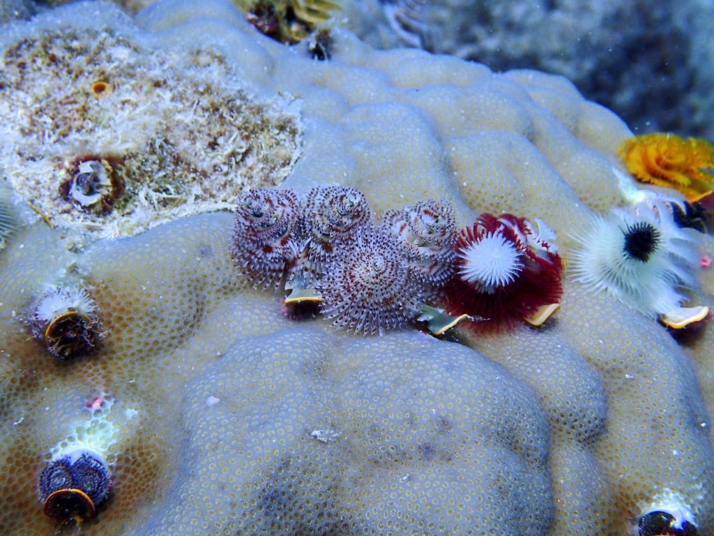 Spirobranchus corniculatus