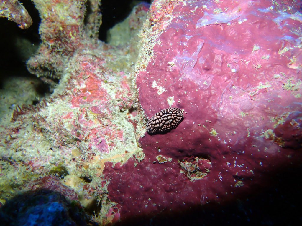 Phyllidiella pustulosa