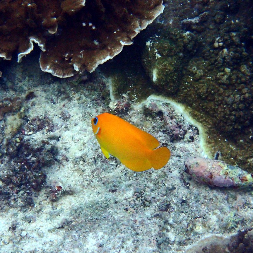Centropyge flavissima