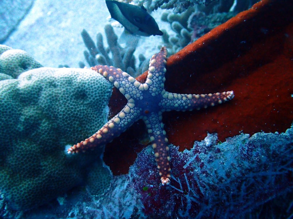 Fromia monilis