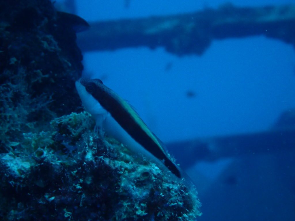 Paracirrhites forsteri