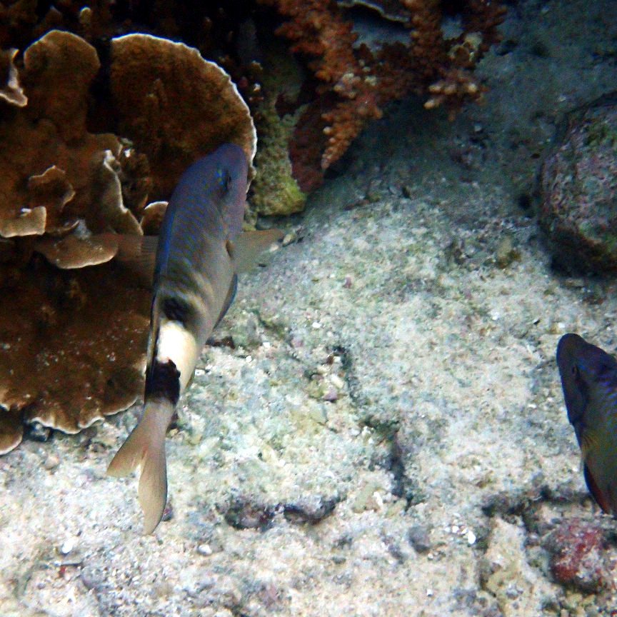Parupeneus multifascius
