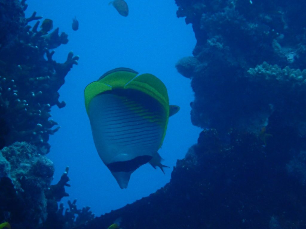 Chaetodon lineolatus
