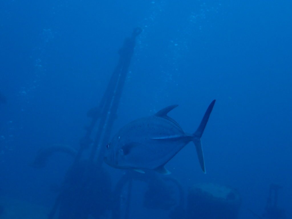 Caranx melampygus