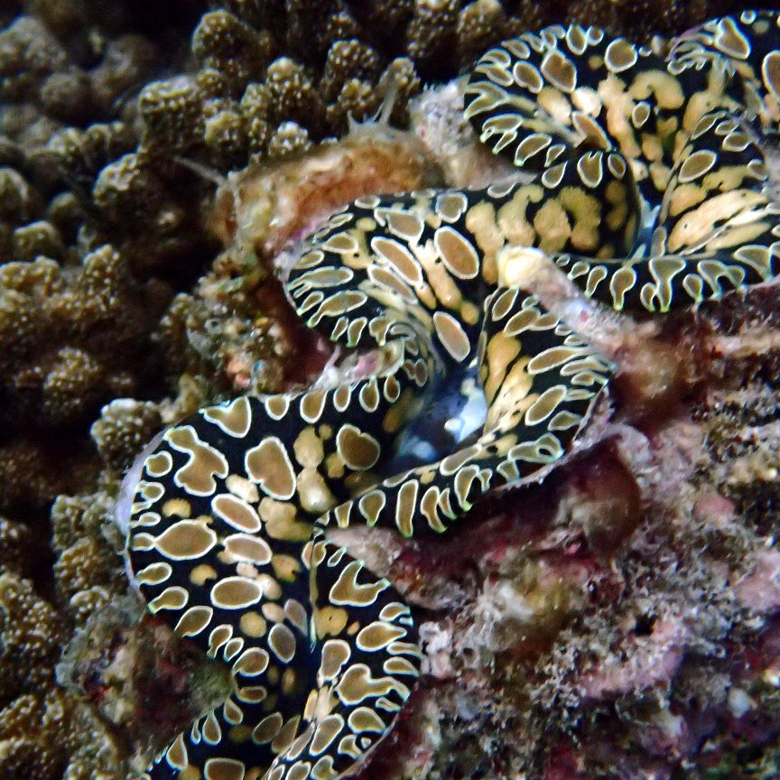 Mollusques