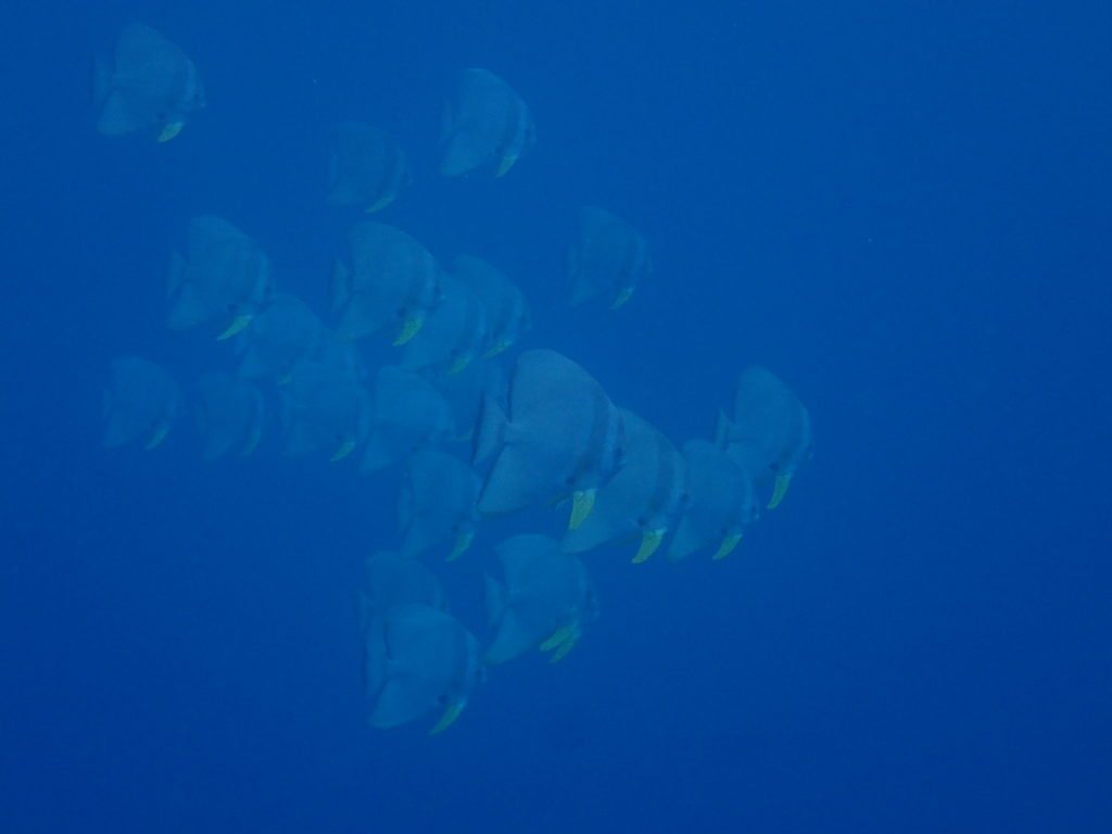 Platax teira