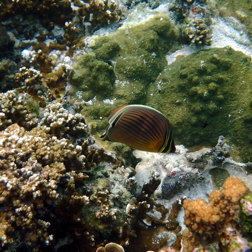 Chaetodon lunulatus