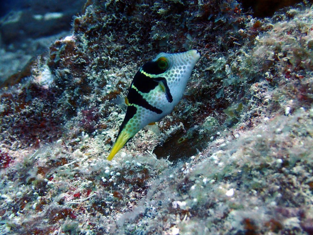 Canthigaster valentini
