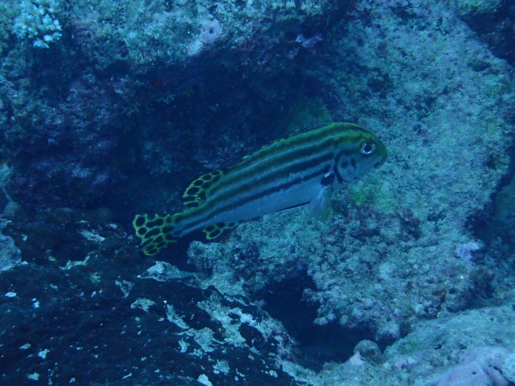 Plectorhinchus lessonii
