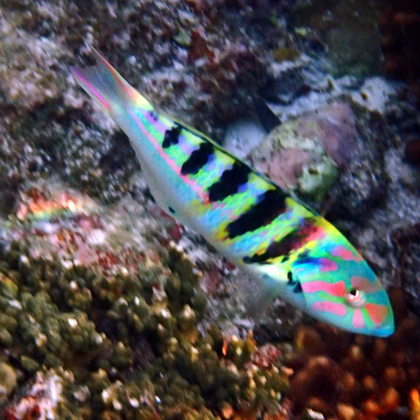 Thalassoma hardwicke