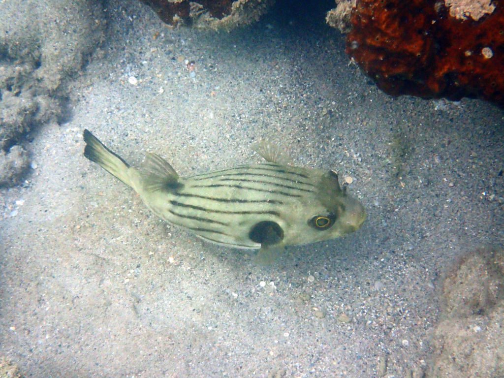 Poisson-ballon