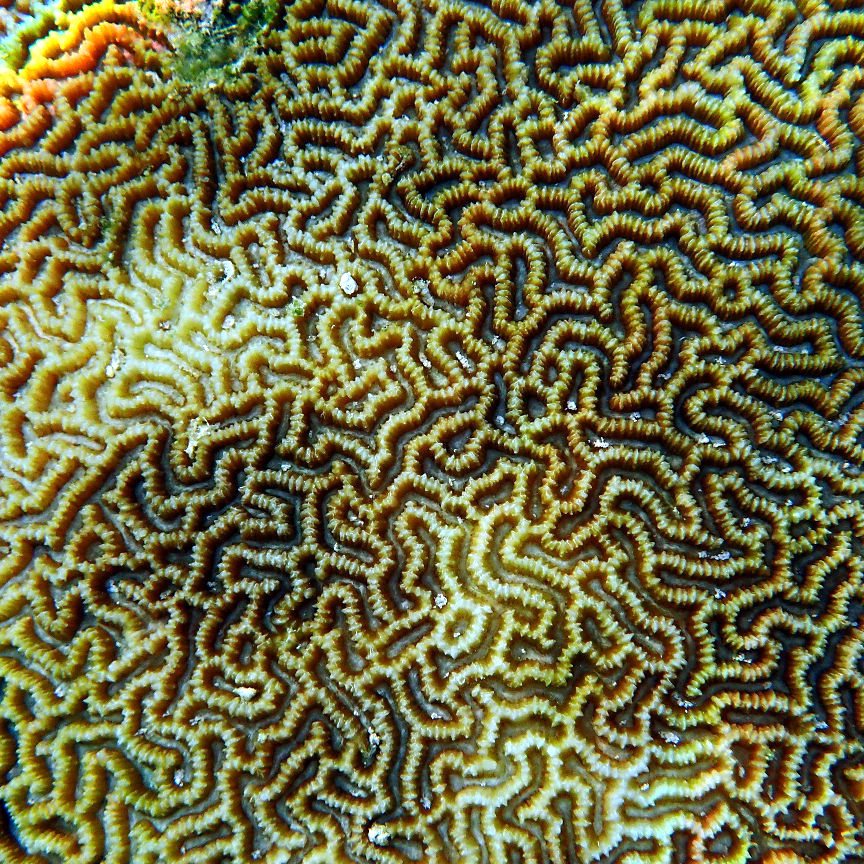 Platygyra daedalea