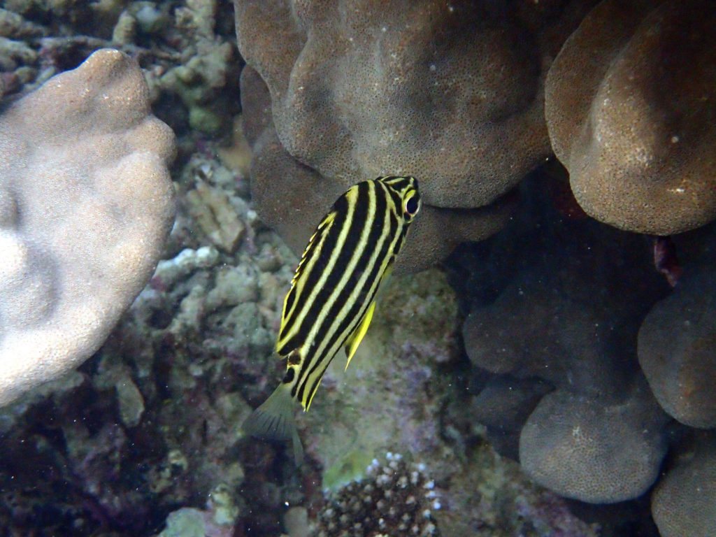 Microcanthus strigatus
