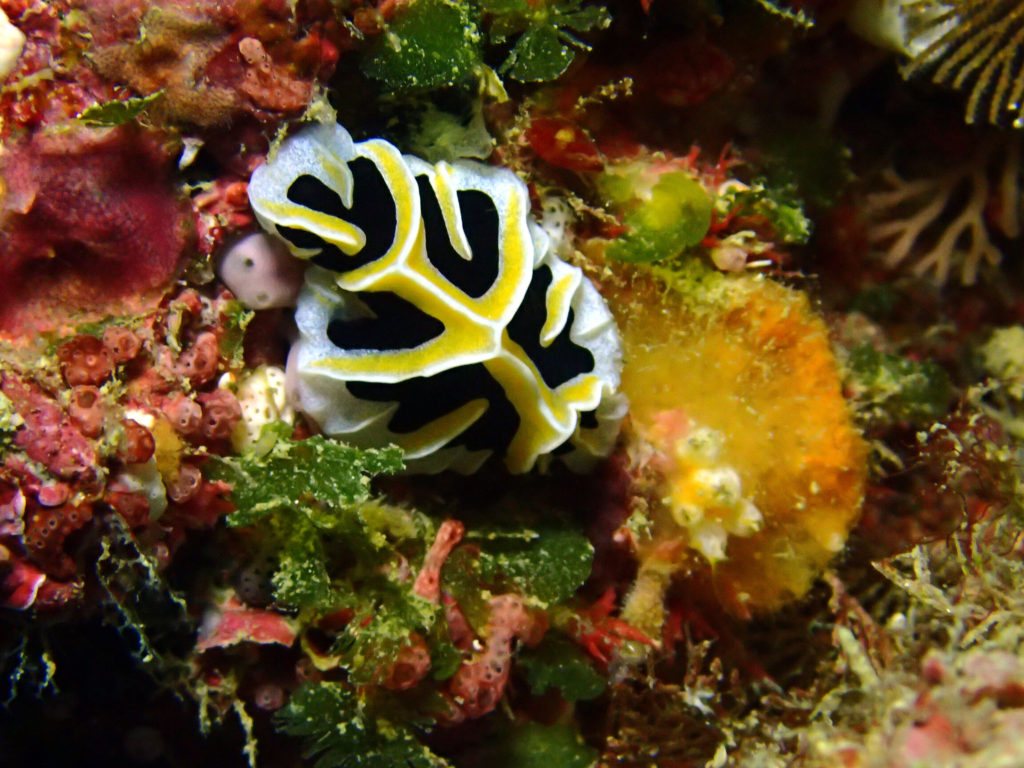 Reticulidia fungia