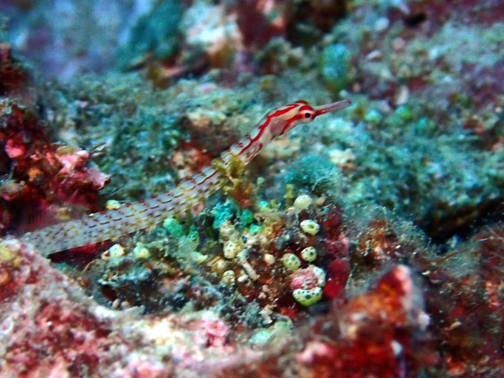Corythoichthys nigripectus
