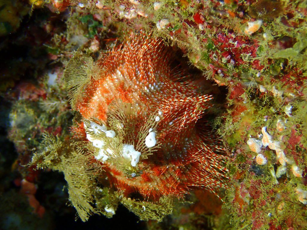 Salmacis belli