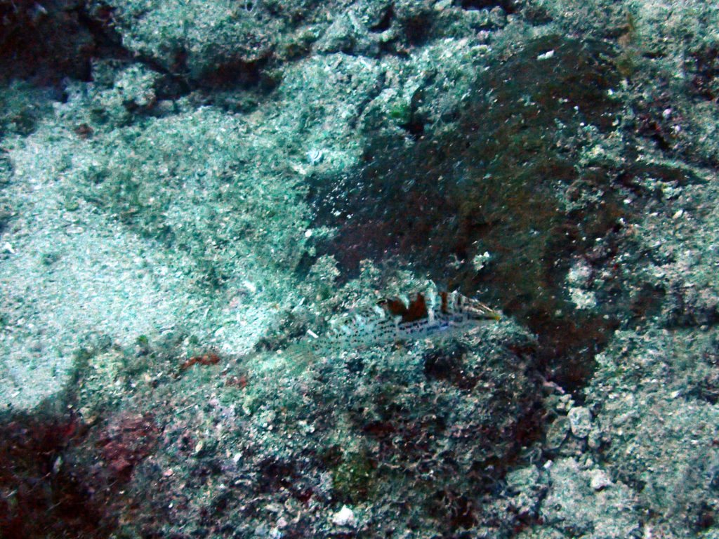 Coris batuensis