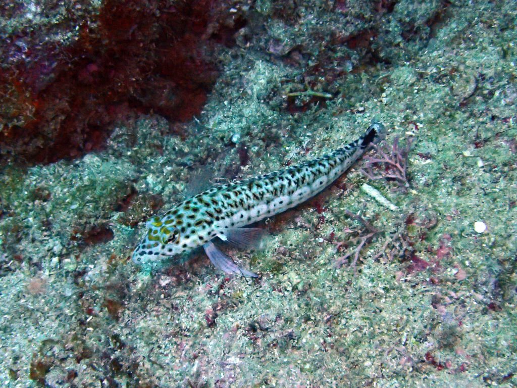 Parapercis hexophtalma