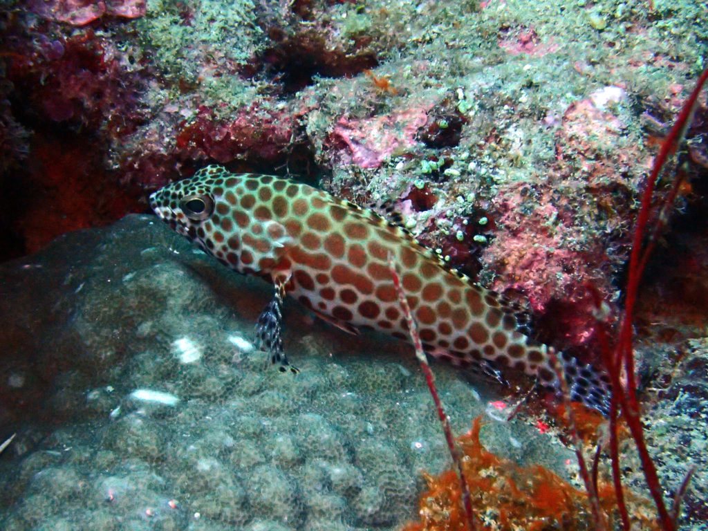 Epinephelus merra
