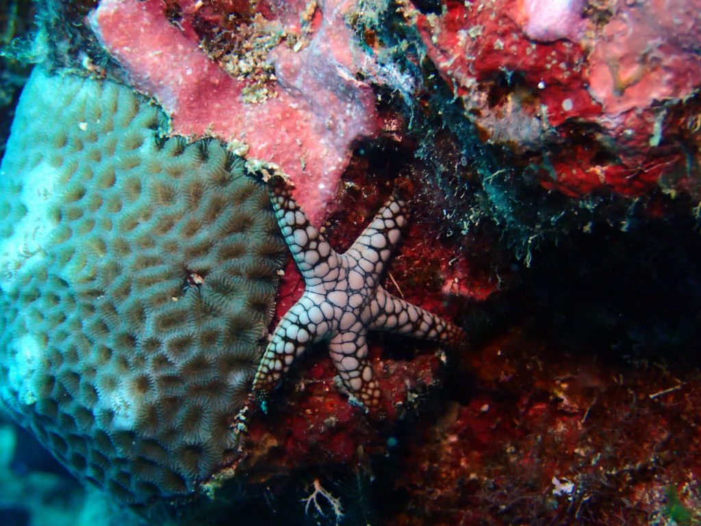 Fromia indica