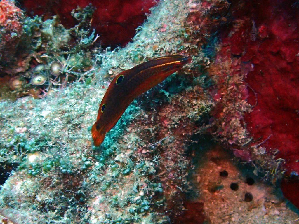 Halichoeres biocellatus