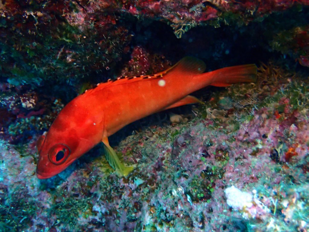 Epinephelus fasciatus