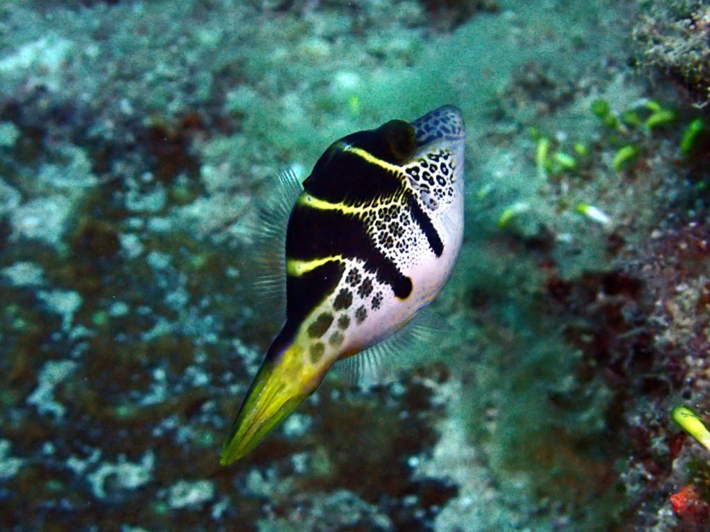 Poisson-lime