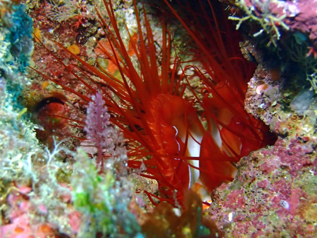 Ctenoides ales