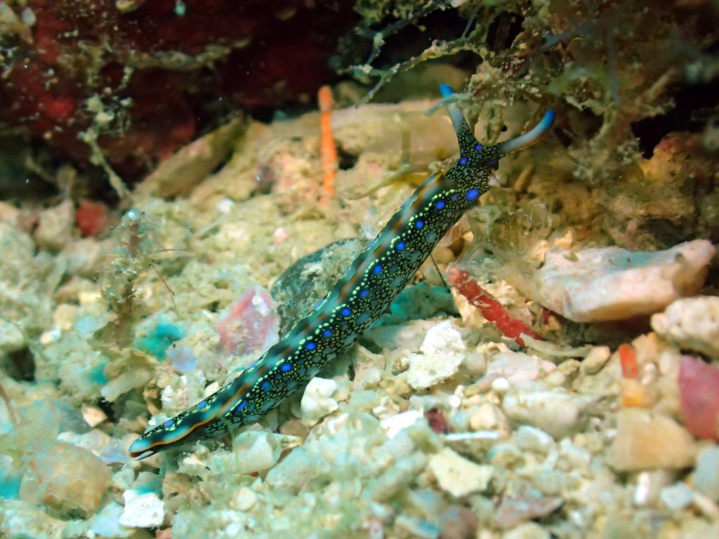 Thuridilla sp.