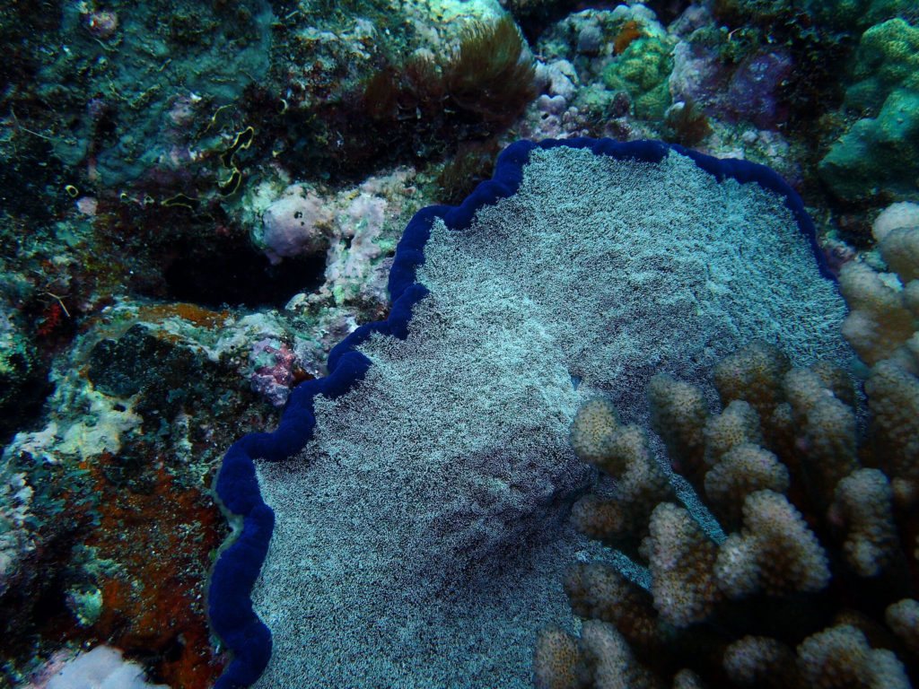 Cryptodendrum adhaesivum
