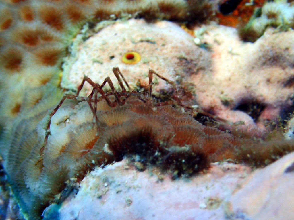 Pallenopsis virgata