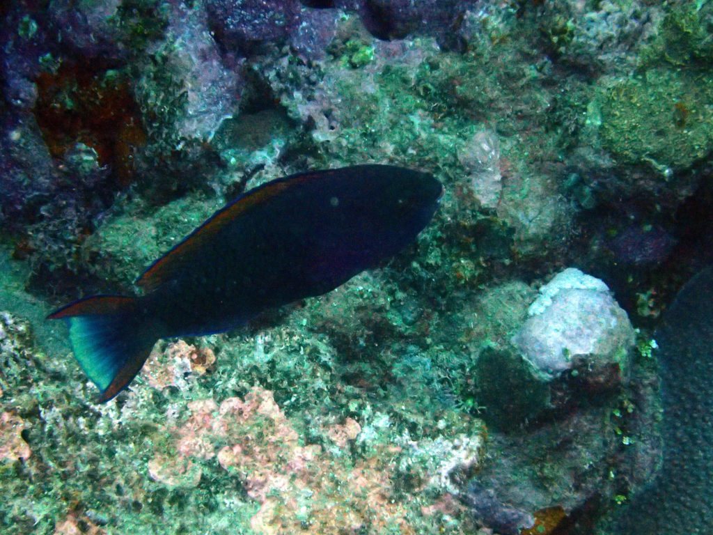 Poisson-perroquet