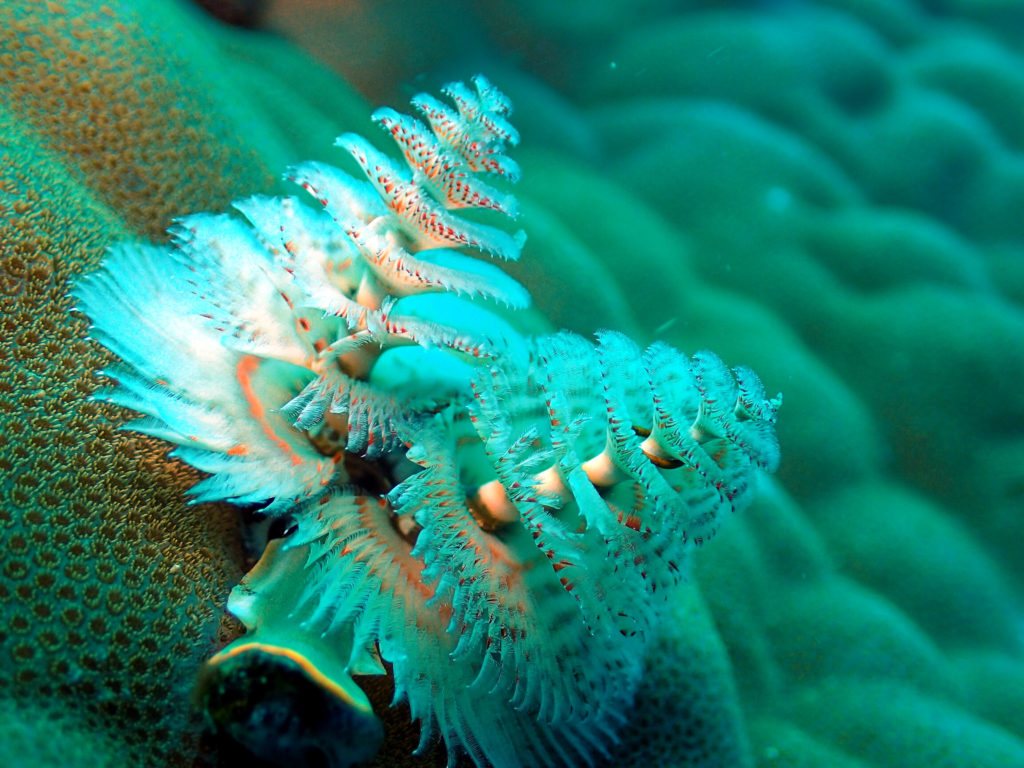 Spirobranchus corniculatus