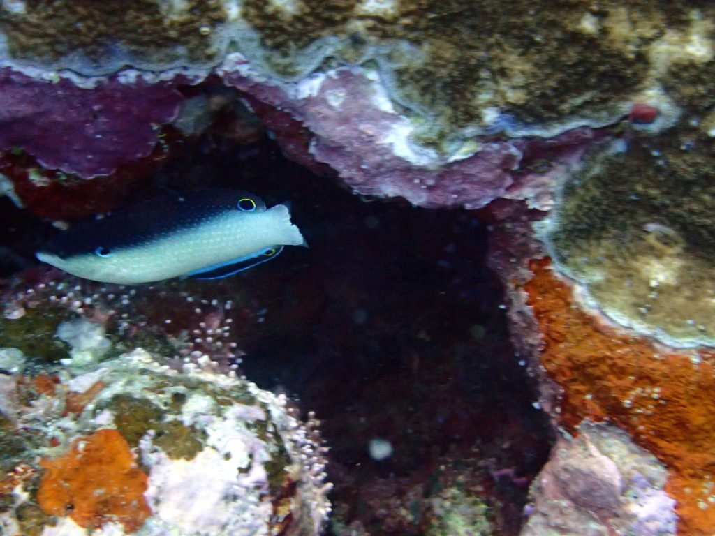 Anampses neoguinaicus