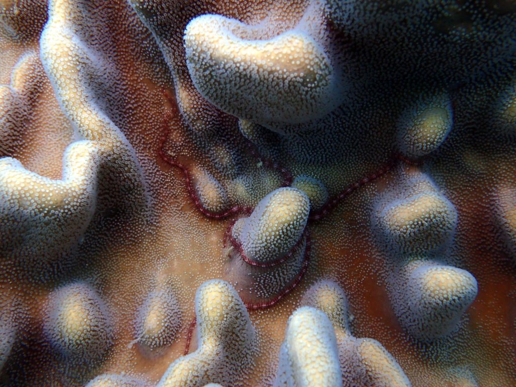 Ophiure