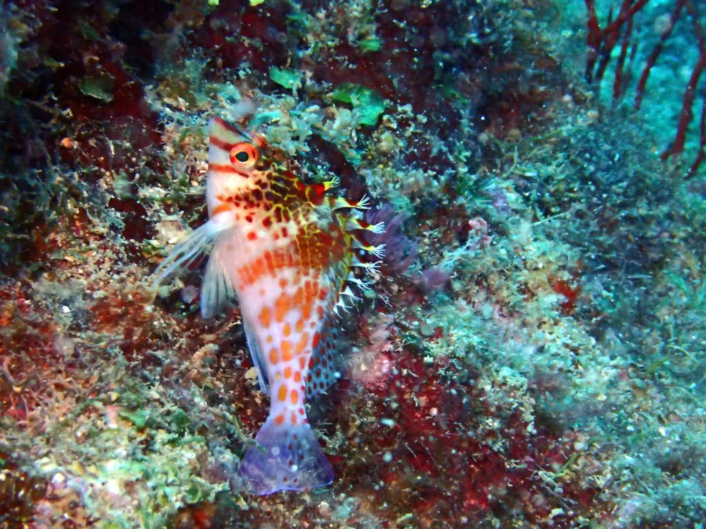 Poissons osseux