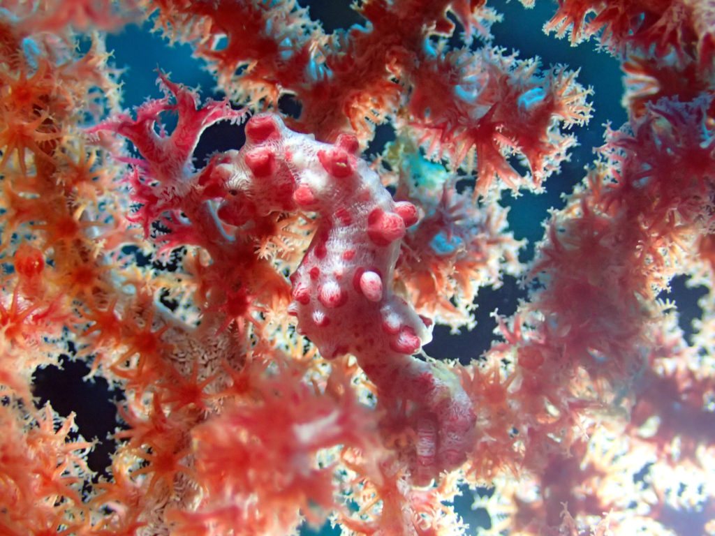 Hippocampus bargibanti
