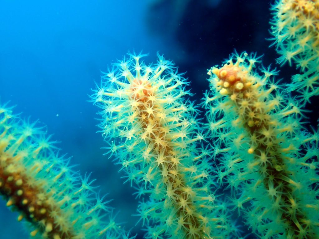 Subergorgia suberosa