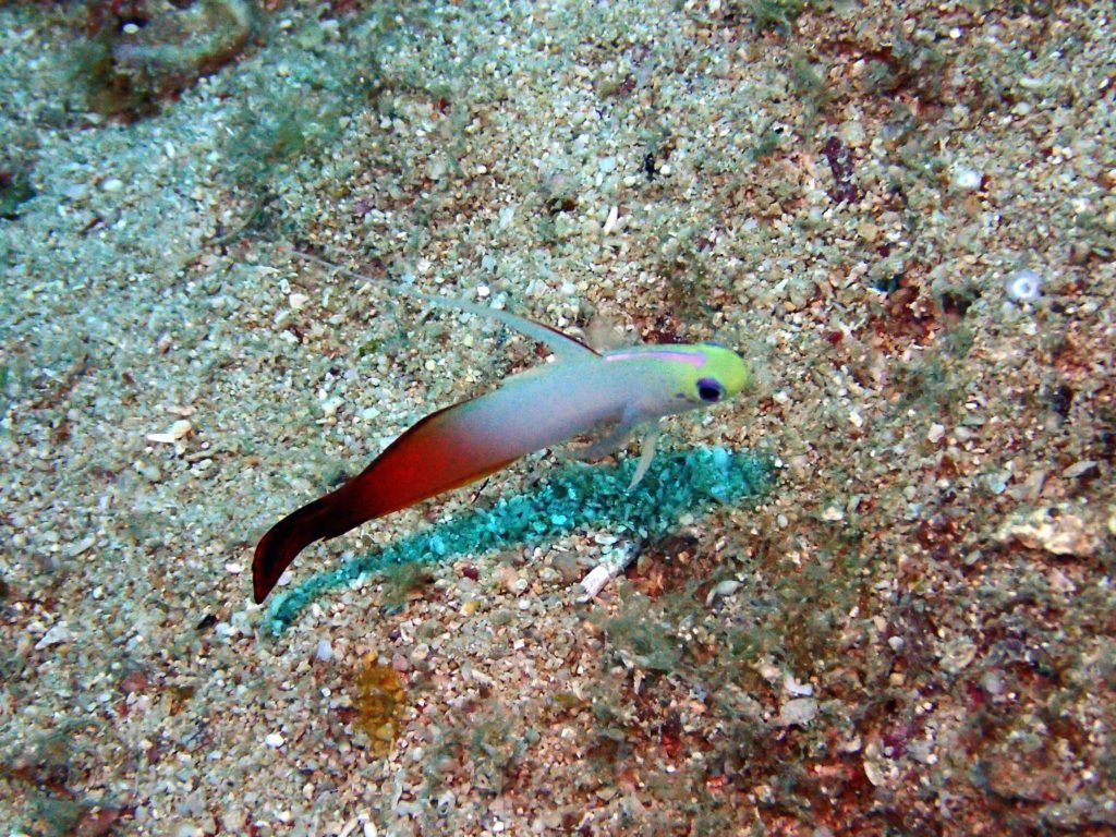 Poisson-fléchette