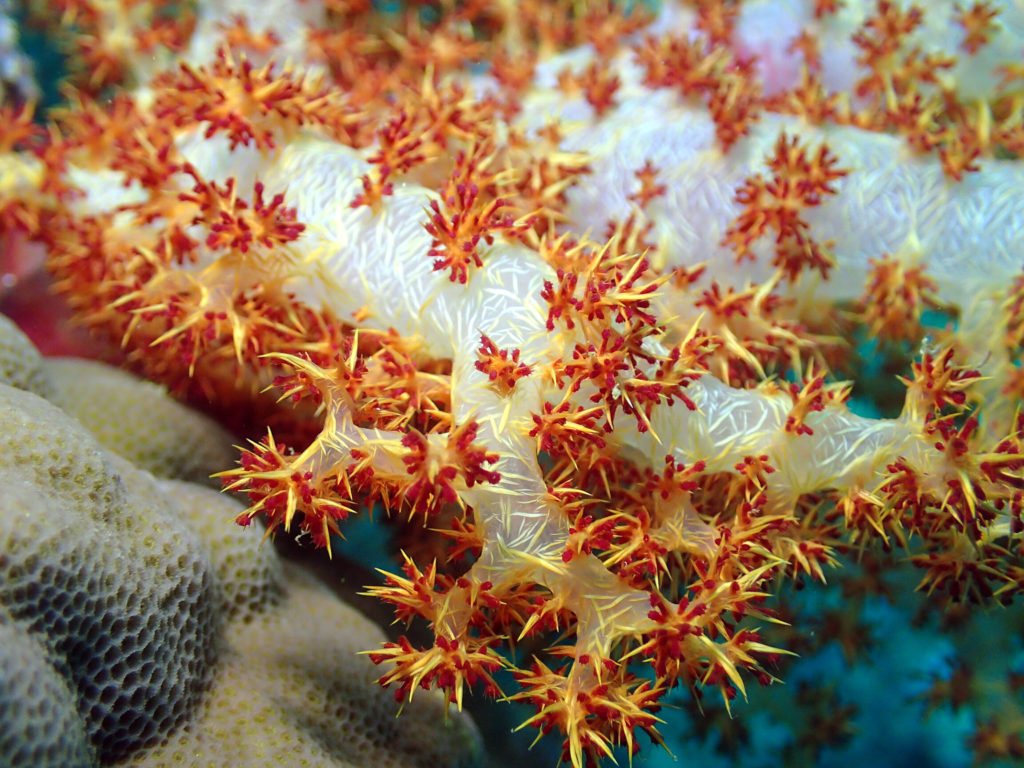 Corail mou