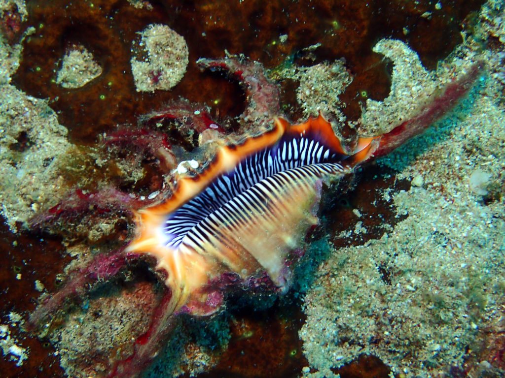 Lambis chiragra